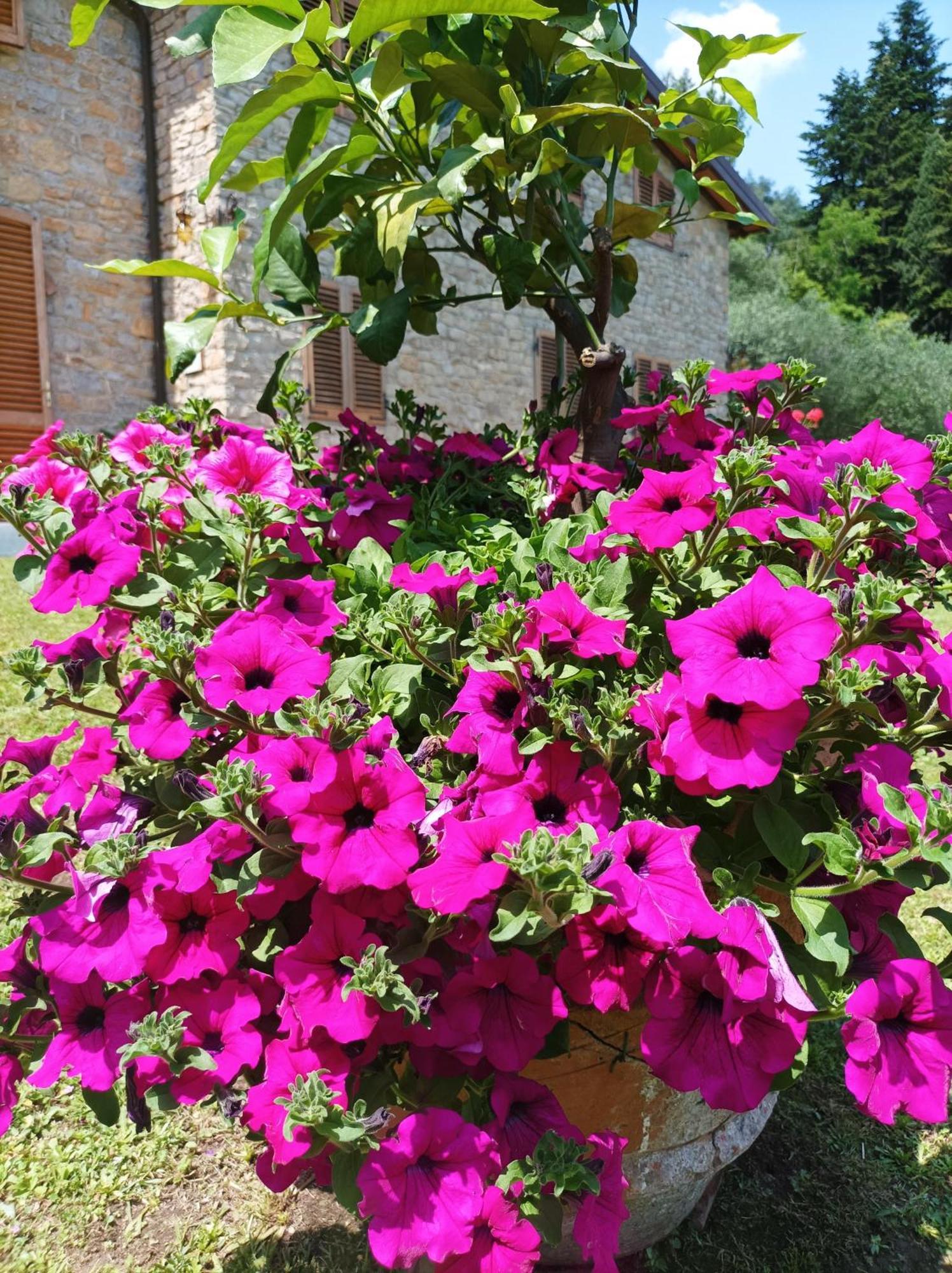 Villa Camelia Tuscany Pescia Buitenkant foto